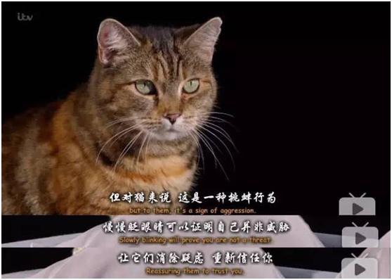貓其實能聽懂你喊它，它只是不想理你……