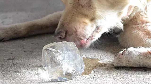 狗狗到了換牙期，這些你應該注意