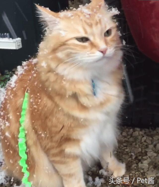 第一次見到雪...橘喵「嘴巴開開」偷舔一口　下秒臉超僵：朕有敏感性牙齒啊QQ