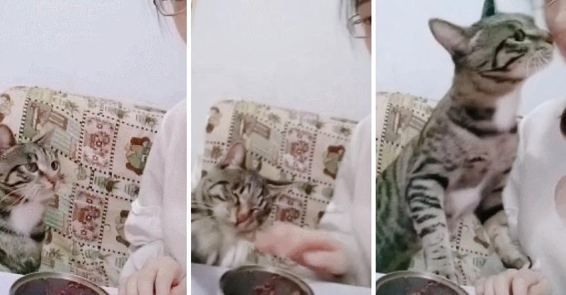  「為了吃罐罐」什麼都能做！喵喵「主動啾一個」：這樣可以嗎～