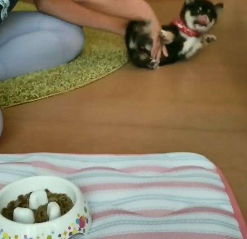  「為了吃罐罐」什麼都能做！喵喵「主動啾一個」：這樣可以嗎～