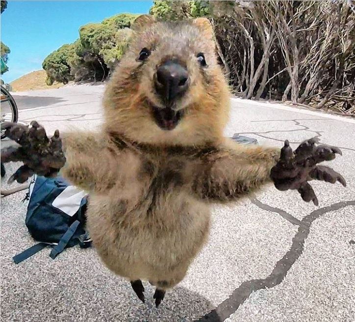 21 只超開心愉快的動物們～它們的樣子真的超可愛～