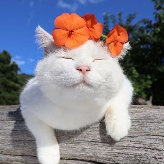 21 只超開心愉快的動物們～它們的樣子真的超可愛～