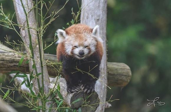 21 只超開心愉快的動物們～它們的樣子真的超可愛～