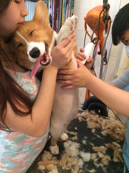 21 只超開心愉快的動物們～它們的樣子真的超可愛～
