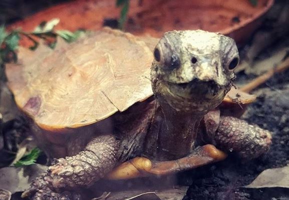 21 只超開心愉快的動物們～它們的樣子真的超可愛～