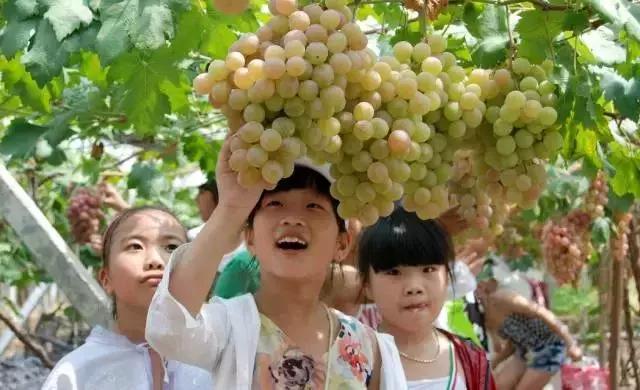 葡萄全身都是寶，吃它好處多多！顏色不同，功效也不同