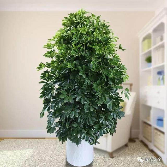 20種吸毒花，消滅甲醛去異味，養一盆就賺到了！ 