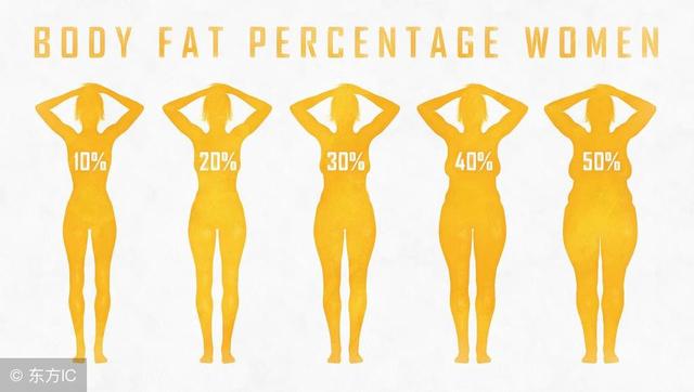 身體基本指數全面看：體脂率、BMI、基礎代謝率
