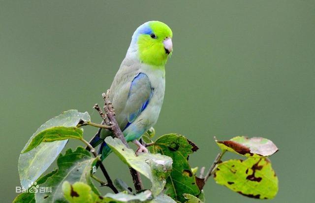 世界上聰明美麗的鳥兒