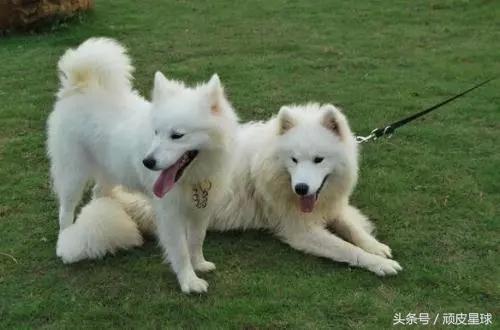 教你讀懂狗狗的肢體語言