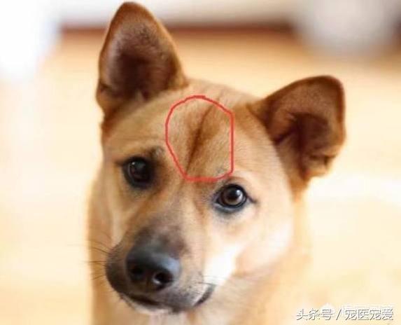 土狗頭上那根線是什麼？