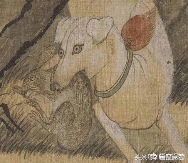 土狗頭上那根線是什麼？