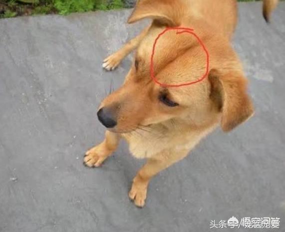 土狗頭上那根線是什麼？