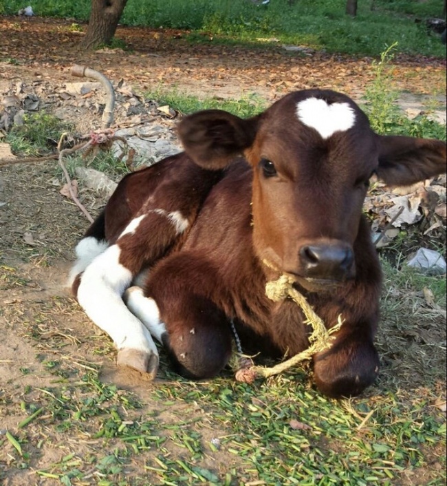 17隻「上帝發揮創意給它們調色」的超有藝術感毛色動物！