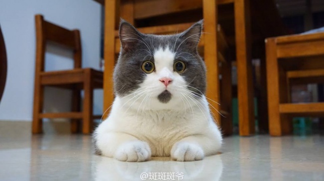 17隻「上帝發揮創意給它們調色」的超有藝術感毛色動物！
