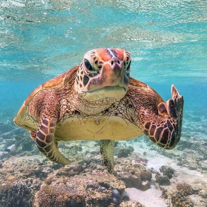 21張「一整天的壓力會瞬間消失」的治癒系動物照片