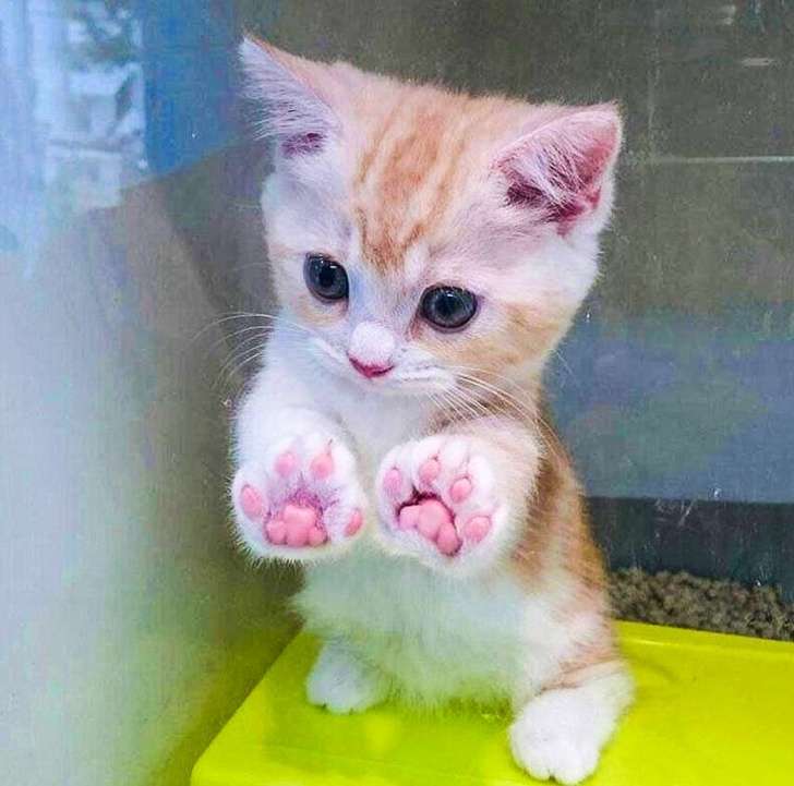 21張「一整天的壓力會瞬間消失」的治癒系動物照片