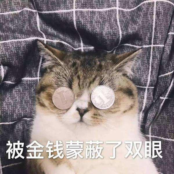 網友在寵物店買貓，帶走時見到深情一幕，貓：也許這一別就是永別