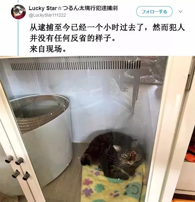 「偷吃被逮到」還不放手！喵喵不願認錯「緊抓雞塊」：為什摸要跟我搶肉肉～