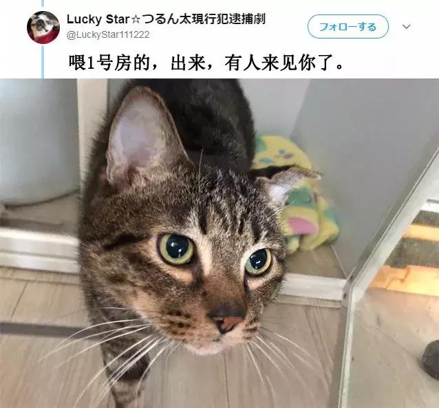 「偷吃被逮到」還不放手！喵喵不願認錯「緊抓雞塊」：為什摸要跟我搶肉肉～