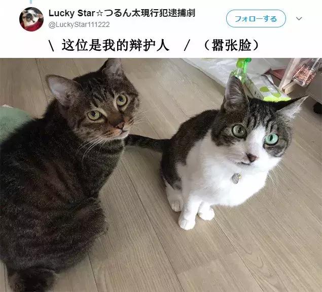 「偷吃被逮到」還不放手！喵喵不願認錯「緊抓雞塊」：為什摸要跟我搶肉肉～