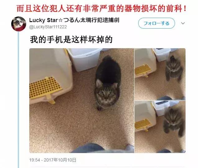 「偷吃被逮到」還不放手！喵喵不願認錯「緊抓雞塊」：為什摸要跟我搶肉肉～