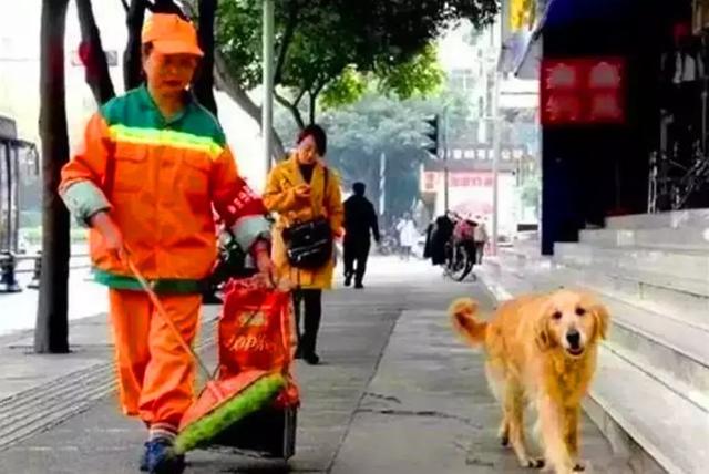 環衛阿姨救治流浪金毛，狗狗痊癒後不肯走，陪阿姨一起掃大街！