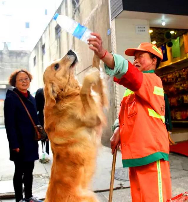 環衛阿姨救治流浪金毛，狗狗痊癒後不肯走，陪阿姨一起掃大街！