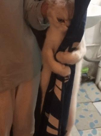 貓咪不想洗澡，倔強的眼神，抱緊門簾死不撒手，網友：最後的掙扎