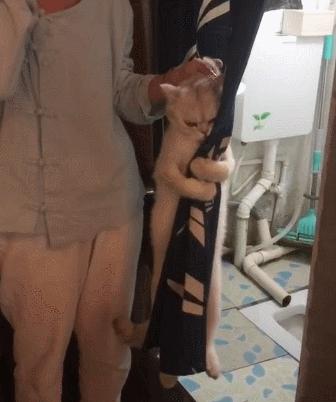 貓咪不想洗澡，倔強的眼神，抱緊門簾死不撒手，網友：最後的掙扎