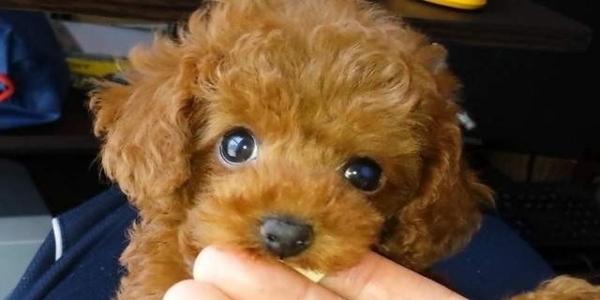 狗狗為什麼一直舔爪子？舔地板？舔主人呢