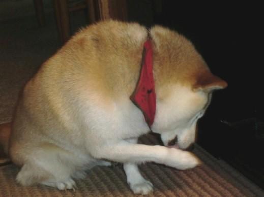 狗狗為什麼一直舔爪子？舔地板？舔主人呢