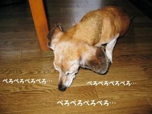 狗狗為什麼一直舔爪子？舔地板？舔主人呢