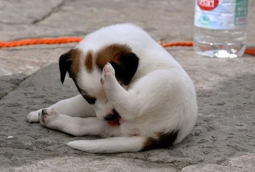 狗狗為什麼一直舔爪子？舔地板？舔主人呢