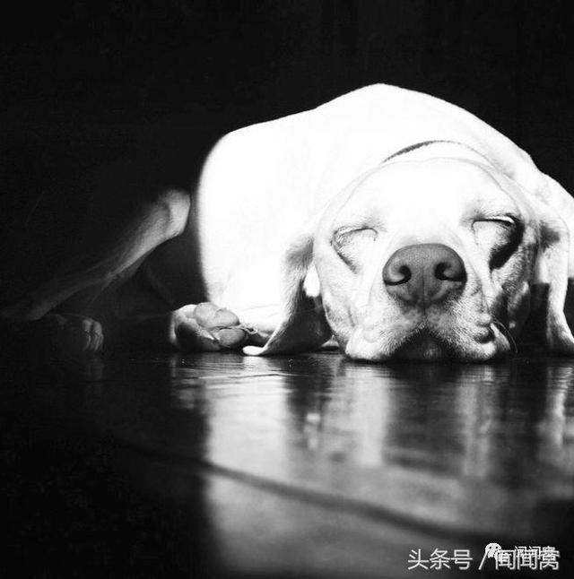 狗狗慘遭虐待，封閉自己……直到遇見她對Ta說：孩子別怕，帶你回家