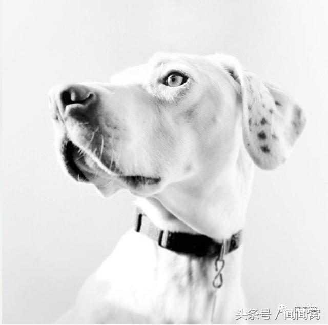 狗狗慘遭虐待，封閉自己……直到遇見她對Ta說：孩子別怕，帶你回家