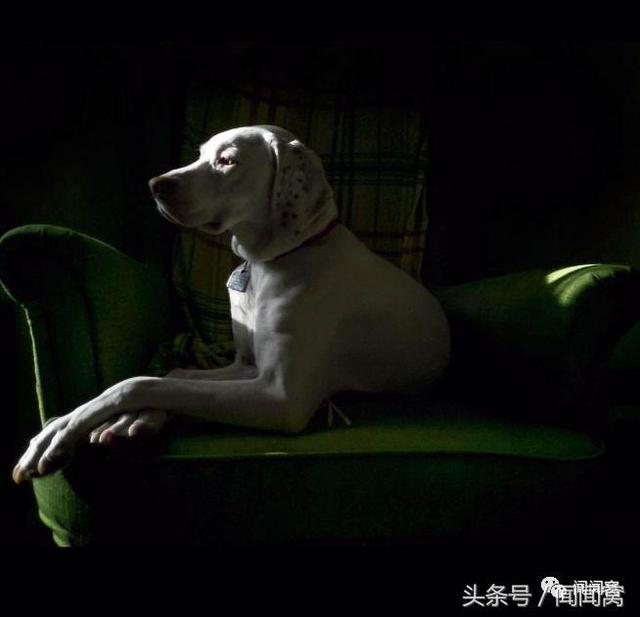 狗狗慘遭虐待，封閉自己……直到遇見她對Ta說：孩子別怕，帶你回家