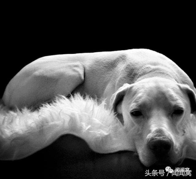 狗狗慘遭虐待，封閉自己……直到遇見她對Ta說：孩子別怕，帶你回家