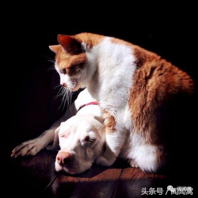 狗狗慘遭虐待，封閉自己……直到遇見她對Ta說：孩子別怕，帶你回家