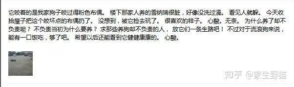 什麼時候你真的很心疼一隻狗？