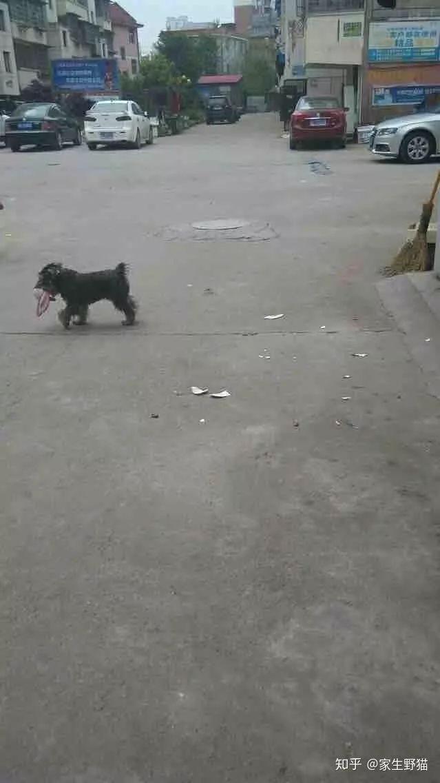 什麼時候你真的很心疼一隻狗？