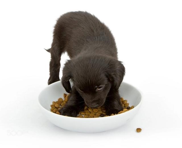 養狗手冊：1—12個月幼犬怎麼喂養？
