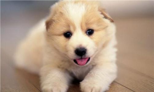養狗手冊：1—12個月幼犬怎麼喂養？