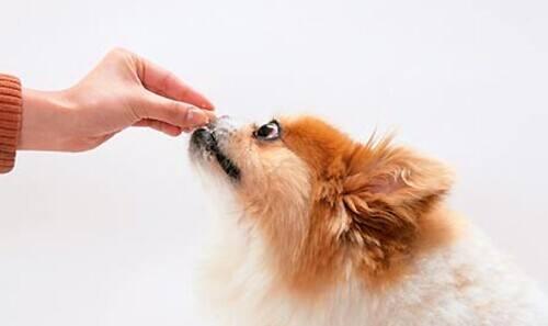 養狗手冊：1—12個月幼犬怎麼喂養？