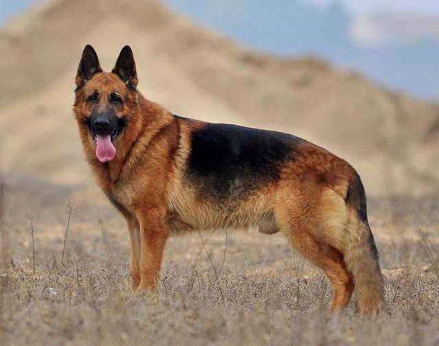 護主意識最強的4種犬，德國牧羊犬竟然排最後一位！