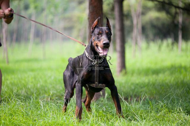 護主意識最強的4種犬，德國牧羊犬竟然排最後一位！
