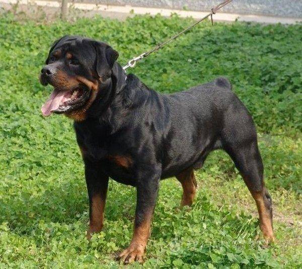 護主意識最強的4種犬，德國牧羊犬竟然排最後一位！