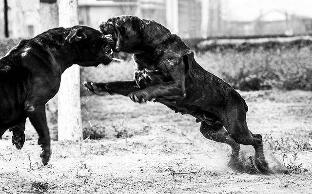 護主意識最強的4種犬，德國牧羊犬竟然排最後一位！