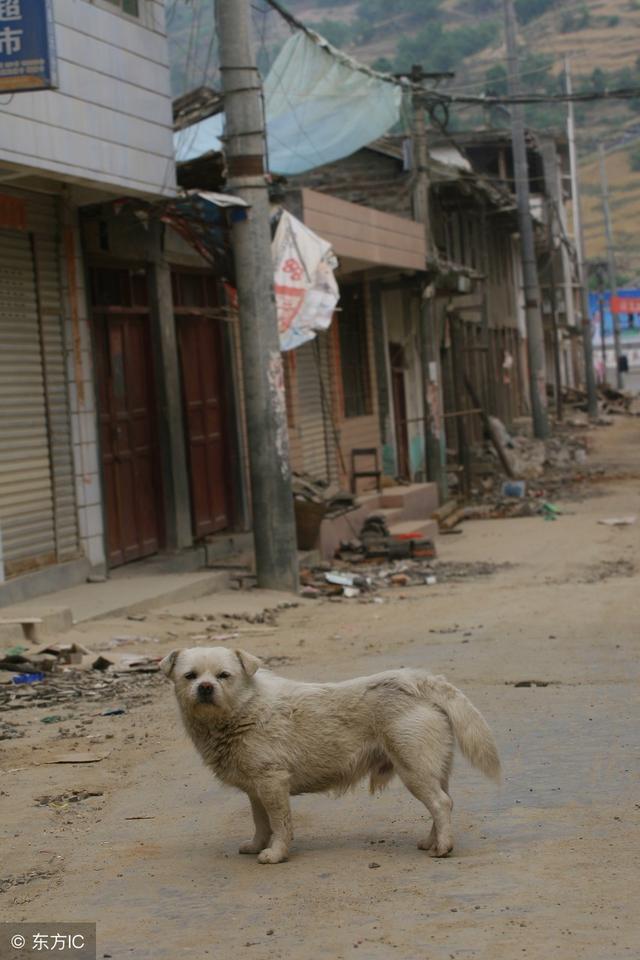 汶川十年，中國版忠犬八公，被打斷脊梁骨仍守護主人遺物！